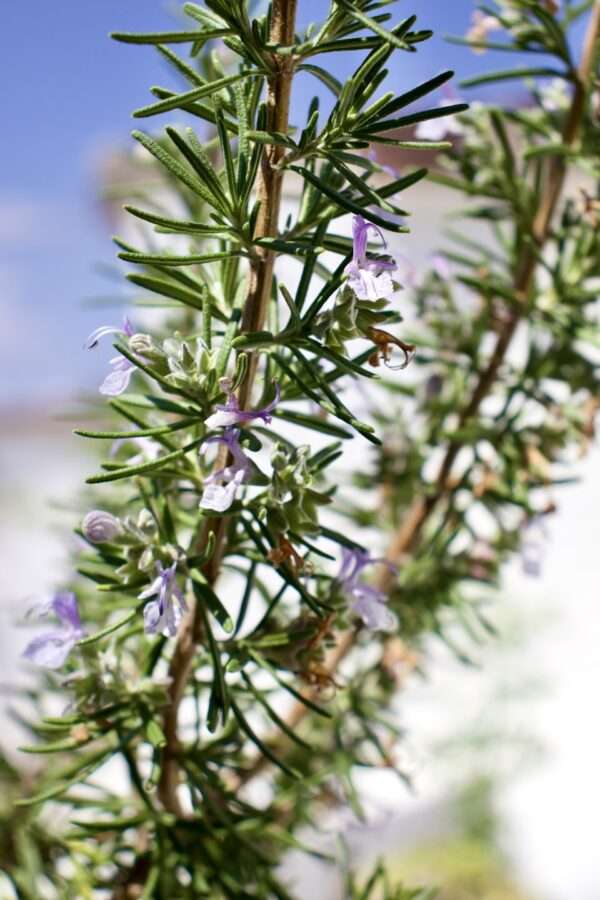 Blue Tansy – Essenz in GMP DMSO – Bild 3